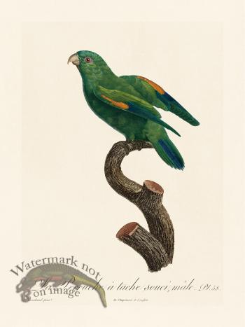 Barraband Parrot 058
